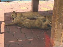 -大连森林动物园