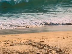 -广东惠东海龟国家级自然保护区