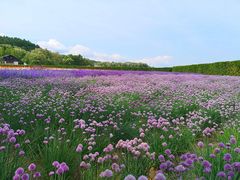 -富田农场