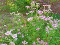 -合肥滨湖国家森林公园