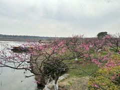 -上海海湾国家森林公园