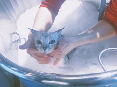 -PETKIT小佩宠物·低压洗护(国顺东路店)