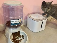 -三花喵·撸猫购宠·宠物生活馆(虹桥南丰城店)
