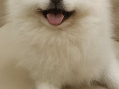 -怪兽屋·羊驼·猫咖·狗咖(俊华广场店)