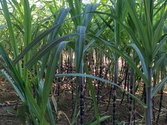 -万源龙顺度假庄园生态观光园