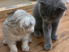 -创凡宠物医院·骨专科  猫科中心(西乡分院)