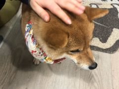 -柴迷FANS CLUB·柴犬狗咖·猫咖