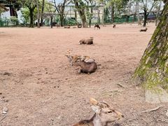 -奈良公园