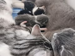 -宠爱国际动物医院·消化内科·心肾内科·ISFM猫友好(望京店)