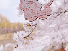 -顾村公园