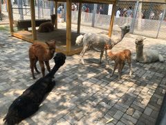 -长白岛森林公园