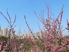 -重庆彩云湖湿地公园