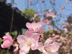 -八大山人梅湖景区