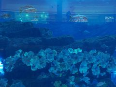 -迪拜水族馆及水下动物园
