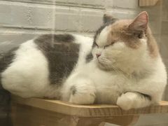 -momokira米努特·德文卷毛猫·棉花面纱犬