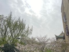 -武汉大学-樱园