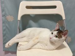 -瑞派动物医院·猫专科·至诚(江南中分院)