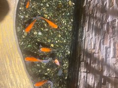 -鸥迪足道(老虎滩店)