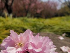 -高东镇樱花园