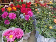 -曲阳花鸟市场(曲阳路店)