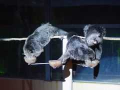 -清迈夜间动物园