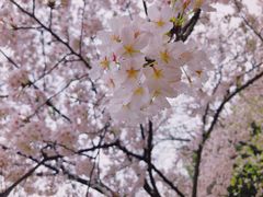 -武汉大学-樱园