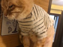 -more than meow吴止猫主题餐厅(承德 中船汇店)