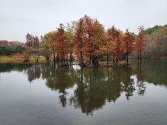 -贡湖湾湿地公园