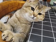 -萌兽医馆·宠物医院·猫骨科(创景店)