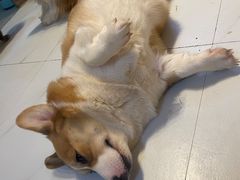 -我爱猫咪·猫咖·狗咖·安哥拉兔·羊驼咖(小寨华旗店)
