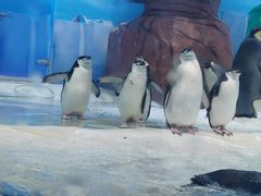 -海合安成都极地海洋公园
