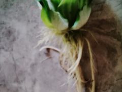 -中环花鸟鱼虫市场