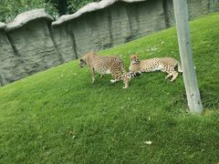 -北京野生动物园