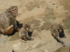 秦岭动物园-西安秦岭野生动物园