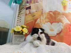 -爱洗澡的猫(望京店)