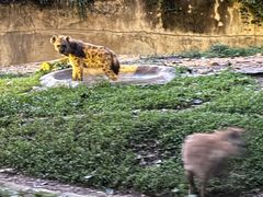 -清迈夜间动物园