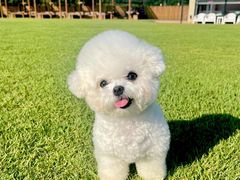 -翊宠yipet猫狗购宠庄园犬舍•猫舍