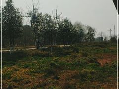 -桤木河湿地公园