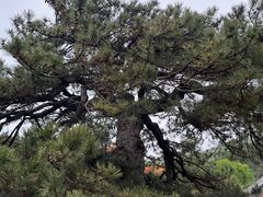 -红螺寺