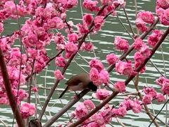-后柳水乡