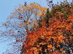 -星巴克(绍兴柯桥柯岩景区店)