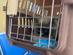 -瑞派名望志远动物医院·猫科·內科·异宠专科(直港大道店)