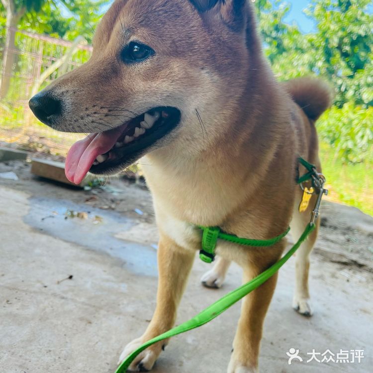 这个时候最适合来摘樱桃了。中午还去附近吃鸽子了