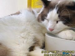 -猫在这儿猫咪咖啡馆·撸猫馆