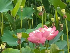-沐仙湖湿地公园