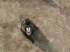 -西霞口神雕山野生动物世界