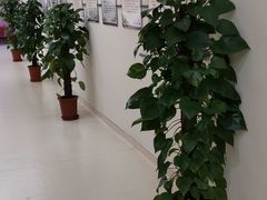 -复旦大学附属中山医院青浦分院