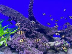 -沙沙哗啦海洋馆(华宇百花谷店)