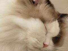 -猫腻·猫咖·撸猫馆(星光大道店)
