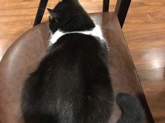 -猫友咖啡店(玉林西路店)